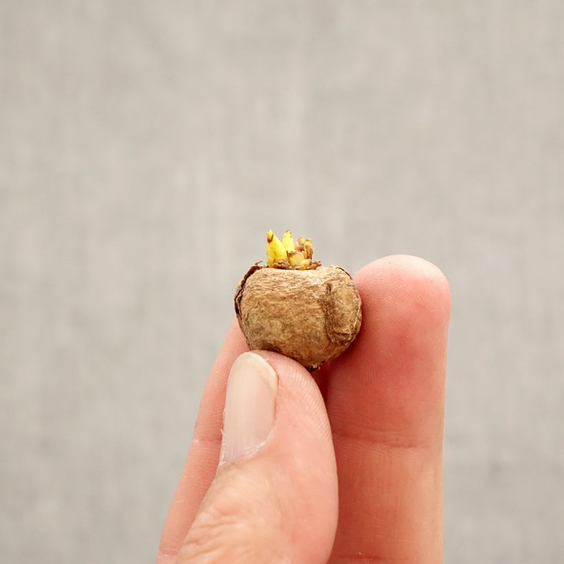 Exemplar von Corydalis solida Purple Bird - Gefingerter Lerchensporn Zwiebel Kaliber/Größe 5+ wie im Frühjahr geliefert