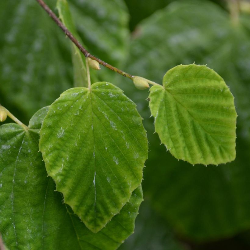 Corylopsis pauciflora - Scheinhasel (Laub)
