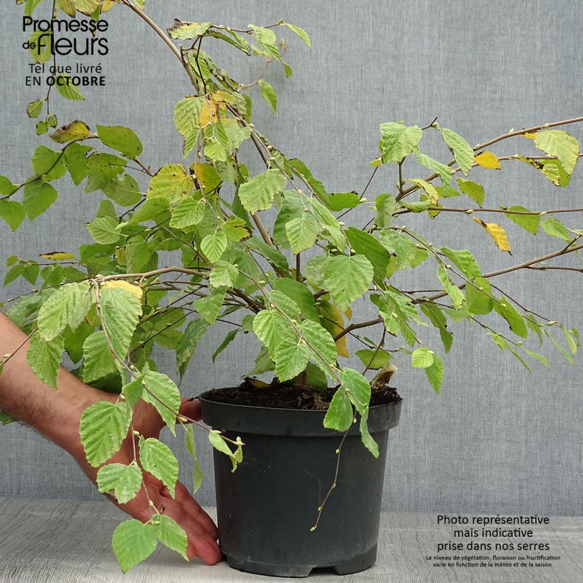 Exemplar von Corylopsis pauciflora - Scheinhasel Topf mit 2L/3L wie im Herbst geliefert