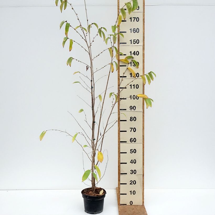 Exemplar von Corylopsis sinensis var. sinensis - Scheinhasel Topf mit 4L/5L wie im Herbst geliefert