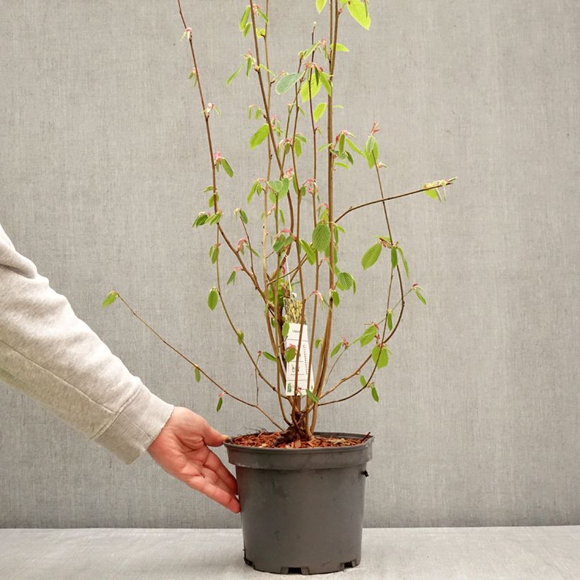 Exemplar von Corylopsis sinensis var. sinensis - Scheinhasel Topf mit 4L/5L wie im Frühjahr geliefert