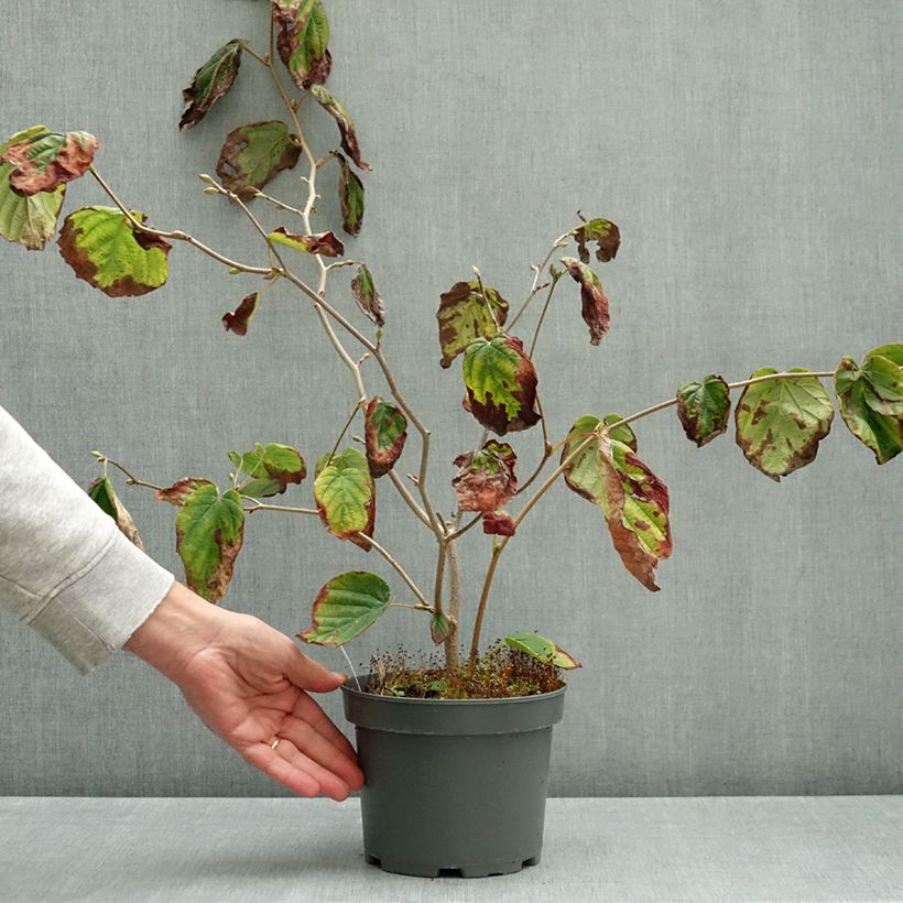 Exemplar von Corylopsis spicata - Scheinhasel Topf mit 2L/3L wie im Herbst geliefert