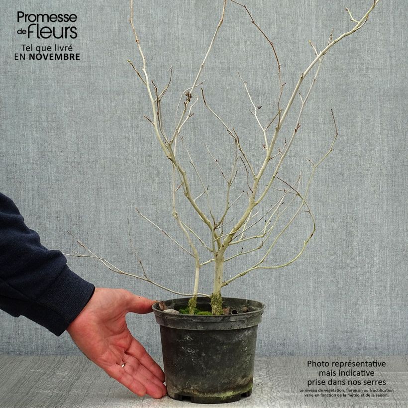 Exemplar von Corylopsis Spring Purple - Scheinhasel Topf mit 2L/3L wie im Herbst geliefert