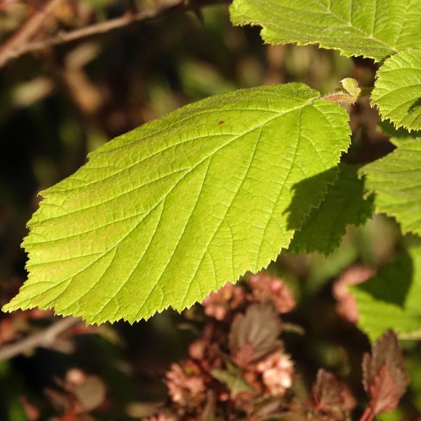 Haselnuss Agnieszka - Corylus avellana (Laub)
