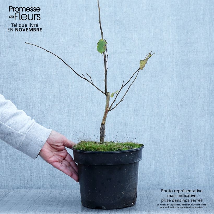 Exemplar von Haselnuss Agnieszka - Corylus avellana Topf mit 4L/5L wie im Herbst geliefert