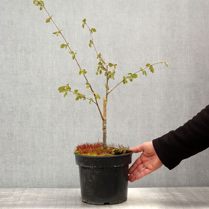 Exemplar von Haselnuss Agnieszka - Corylus avellana Topf mit 4L/5L wie im Frühjahr geliefert