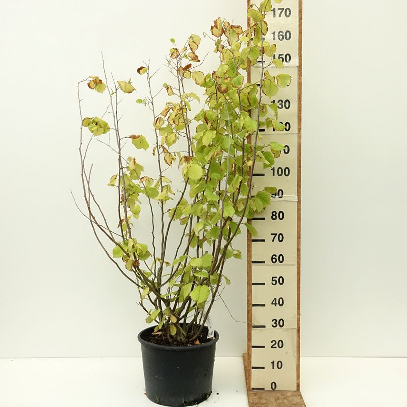Exemplar von Haselnuss Aurea - Corylus avellana Topf mit 18L/20L wie im Sommer geliefert