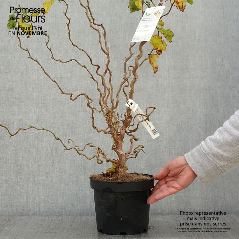 Exemplar von Haselnuss Medusa - Corylus avellana Topf mit 3L/4L wie im Herbst geliefert
