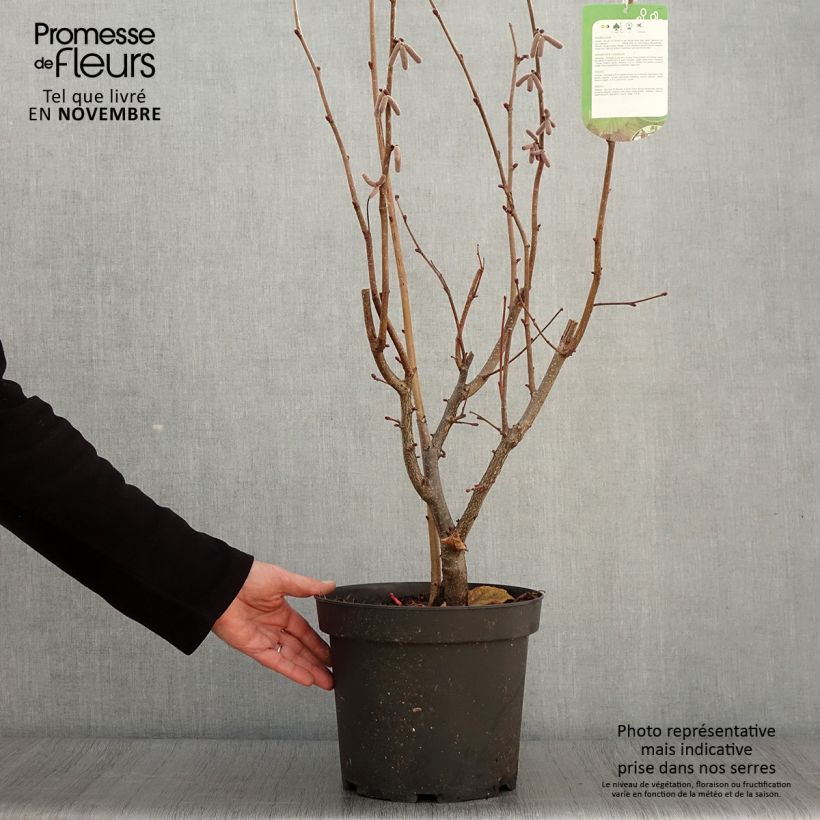 Exemplar von Haselnuss Rode Zellernoot - Corylus avellana Topf mit 7,5L/10L wie im Herbst geliefert