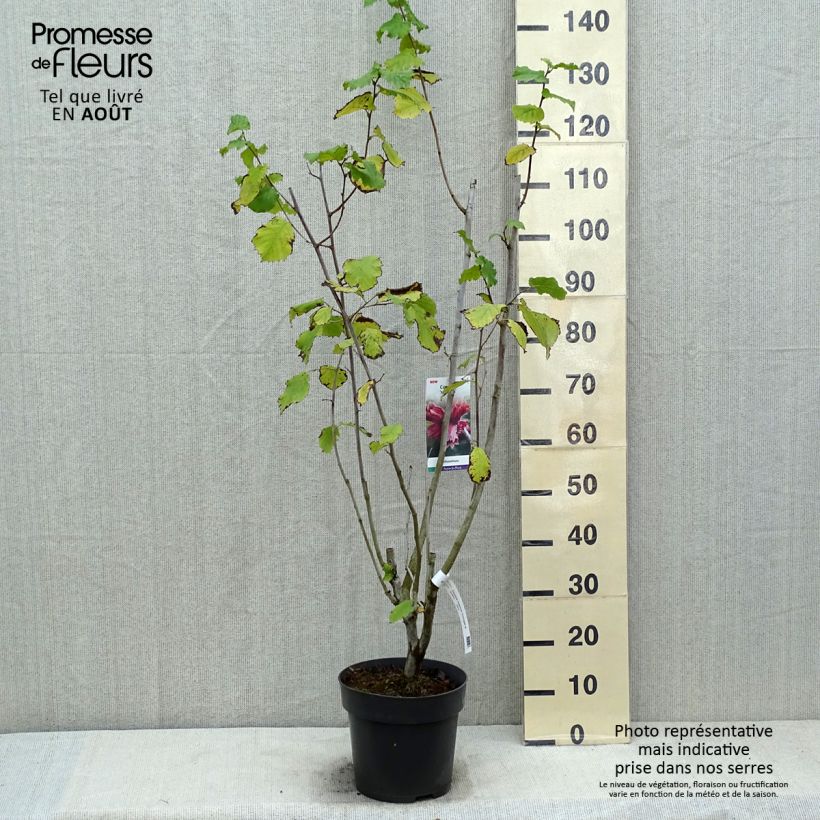 Exemplar von Lambertsnuss Juningia - Corylus maxima Topf mit 4L/5L wie im Sommer geliefert