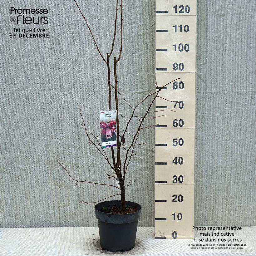 Exemplar von Lambertsnuss Juningia - Corylus maxima Topf mit 4L/5L wie im Winter geliefert