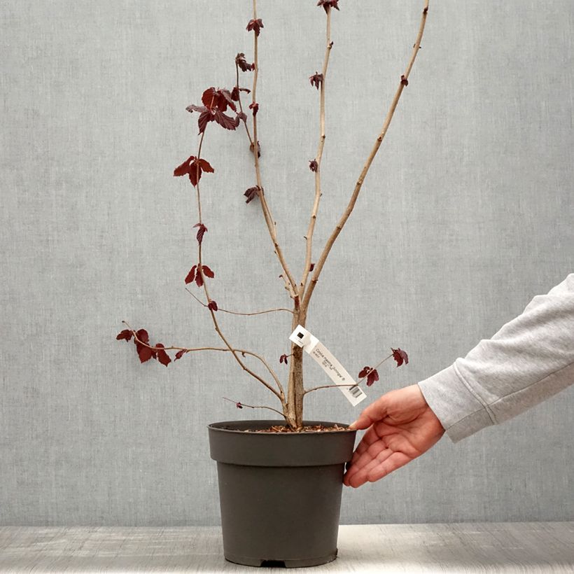 Exemplar von Lambertsnuss Juningia - Corylus maxima Topf mit 4L/5L wie im Frühjahr geliefert