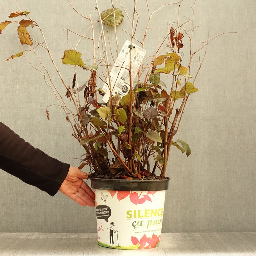 Exemplar von Roter Lambertshasel Purpurea - Corylus maxima Topf mit 7,5L/10L wie im Herbst geliefert