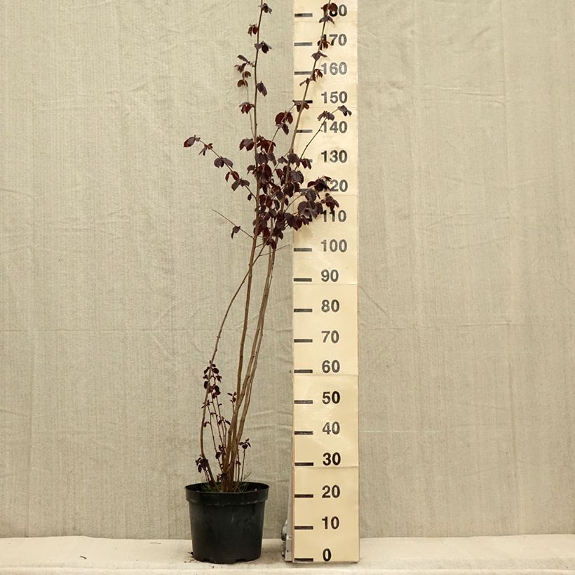 Exemplar von Roter Lambertshasel Purpurea - Corylus maxima Topf mit 7,5L/10L wie im Frühjahr geliefert
