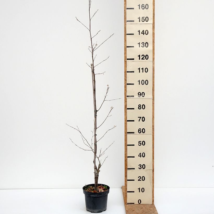 Exemplar von Japanische Hasel - Corylus sieboldiana Topf mit 4L/5L wie im Herbst geliefert