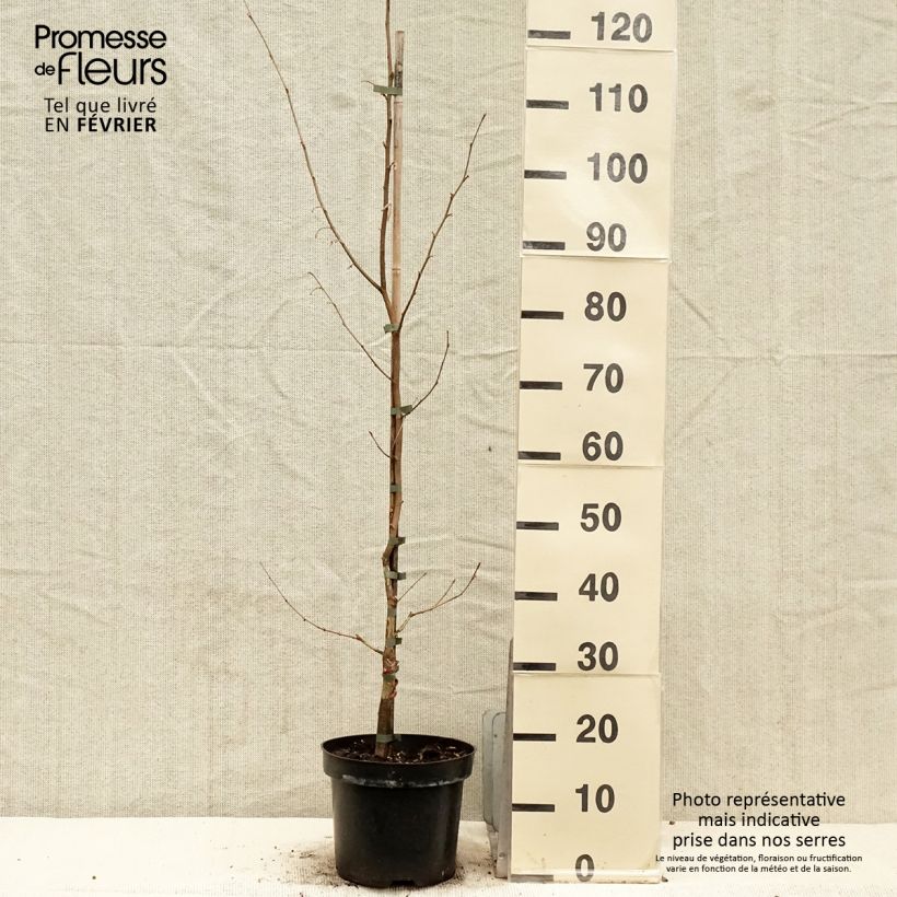 Exemplar von Japanische Hasel - Corylus sieboldiana Topf mit 4L/5L wie im Winter geliefert