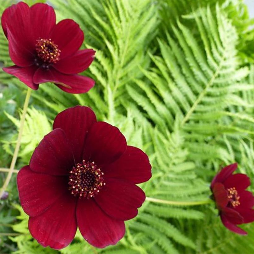 Cosmos atrosanguineus - Schokoladen-Kosmee (Blüte)