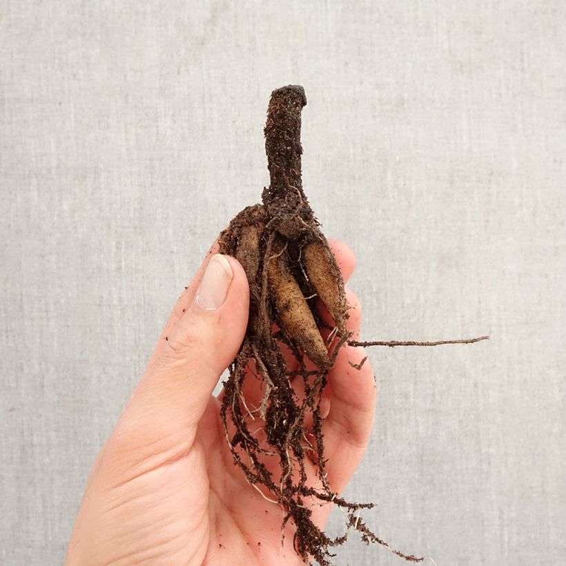 Exemplar von Cosmos atrosanguineus - Schokoladen-Kosmee Zwiebel Kaliber/Größe I wie im Frühjahr geliefert