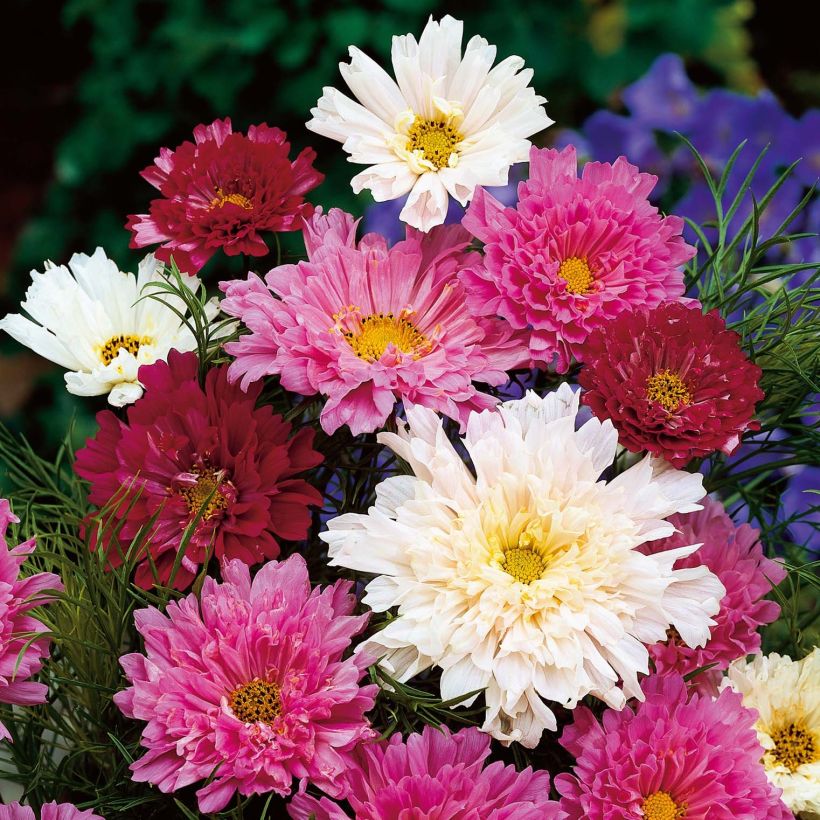 Schmuckkörbchen Double Click Mix - Cosmos (Blüte)
