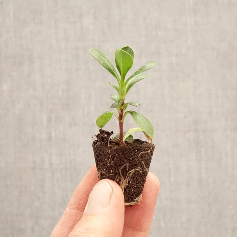 Exemplar von Schokoladen-Kosmee Cherry Chocolat - Cosmos atrosanguineus Mini-Plug Ø 3/4 cm wie im Frühjahr geliefert