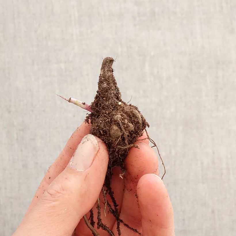 Exemplar von Cosmos peucedanifolius Flamingo - Schmuckkörbchen Zwiebel Kaliber/Größe I wie im Frühjahr geliefert