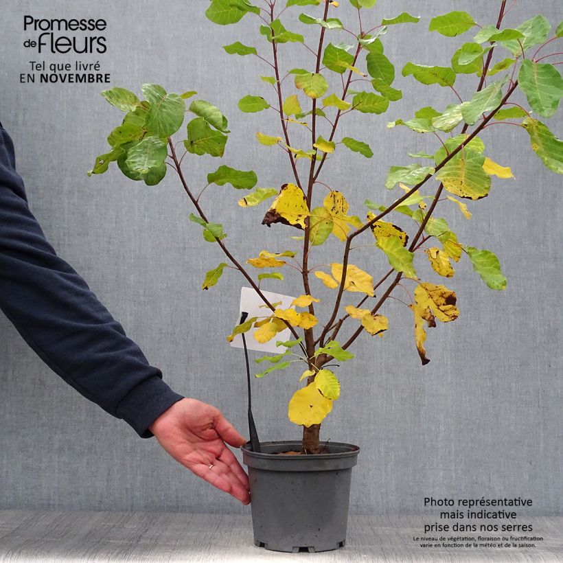 Exemplar von Perückenstrauch - Cotinus coggygria Topf mit 3L/4L wie im Herbst geliefert
