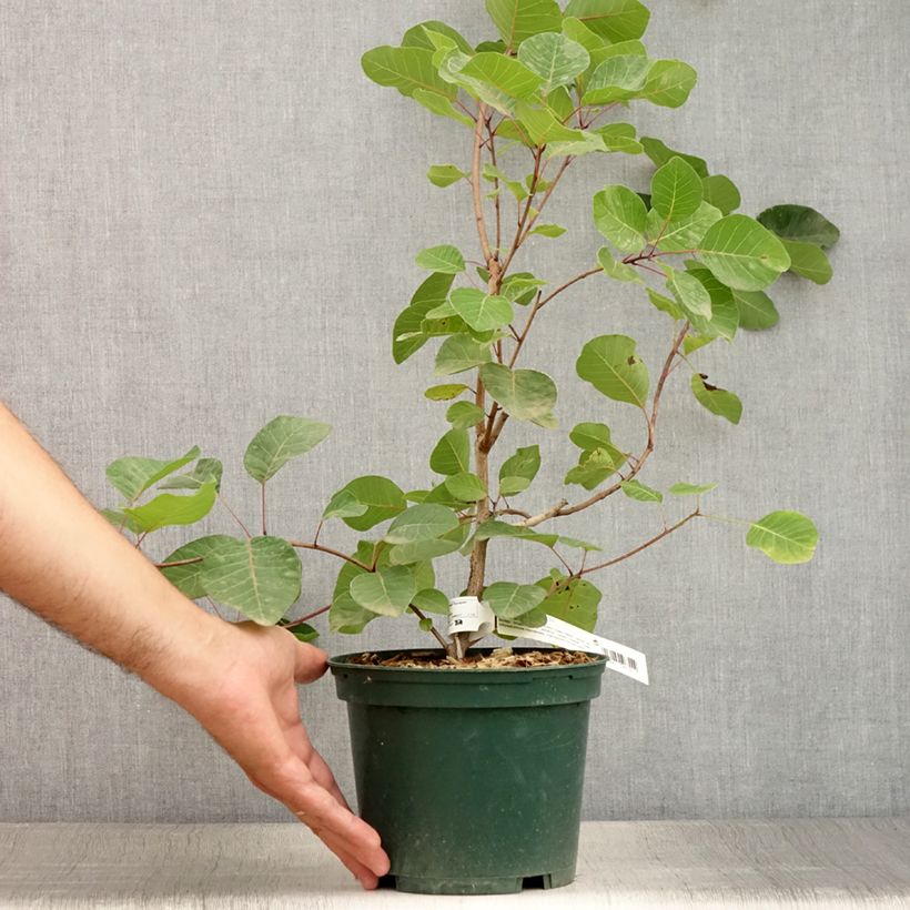 Exemplar von Perückenstrauch - Cotinus coggygria Topf mit 3L/4L wie im Sommer geliefert