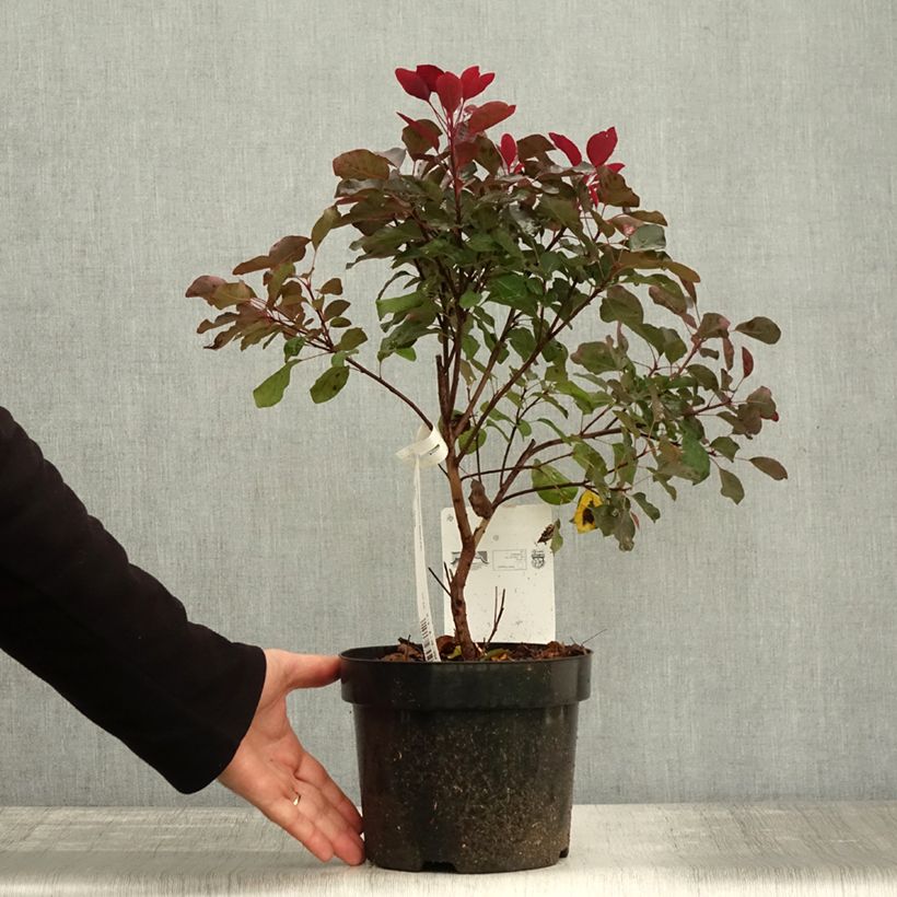 Exemplar von Perückenstrauch Dusky Maiden - Cotinus coggygria Topf mit 3L/4L wie im Herbst geliefert