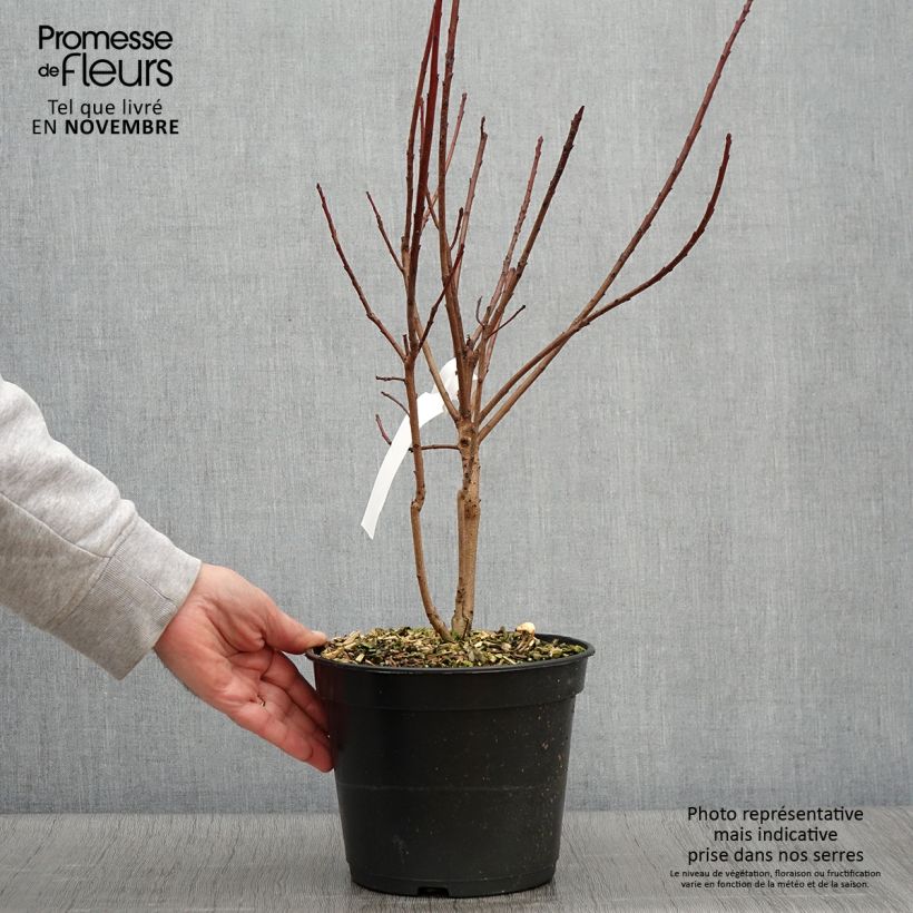 Exemplar von Perückenstrauch Flamissimo - Cotinus coggygria Topf mit 3L/4L wie im Herbst geliefert