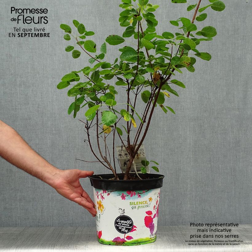 Exemplar von Perückenstrauch Golden Lady - Cotinus coggygria Topf mit 7,5L/10L wie im Herbst geliefert