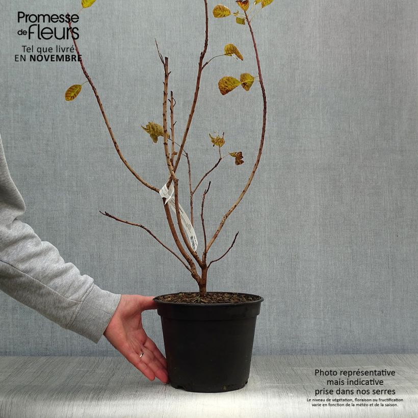 Exemplar von Perückenstrauch Golden Lady - Cotinus coggygria Topf mit 3L/4L wie im Herbst geliefert