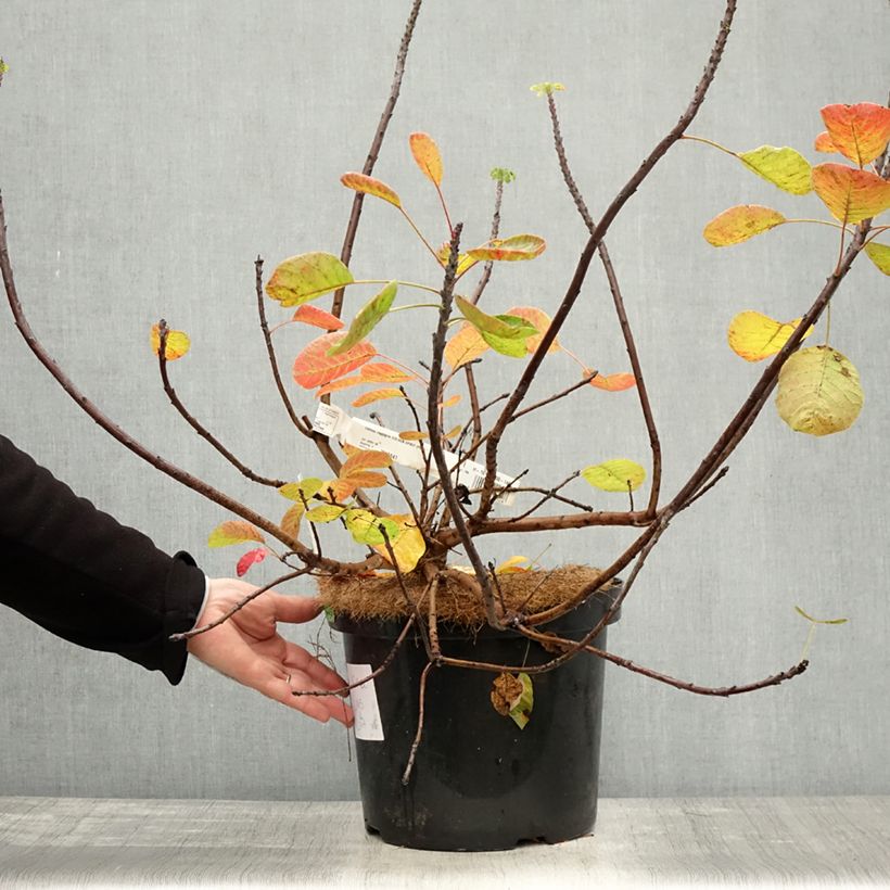 Exemplar von Perückenstrauch Golden Spirit - Cotinus coggygria Topf mit 7,5L/10L wie im Herbst geliefert
