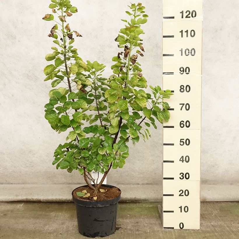 Exemplar von Perückenstrauch Golden Spirit - Cotinus coggygria Topf mit 7,5L/10L wie im Sommer geliefert