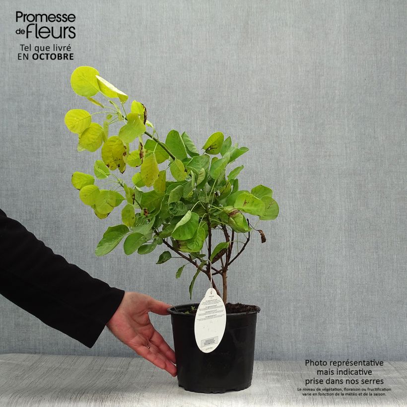 Exemplar von Perückenstrauch Golden Spirit - Cotinus coggygria Topf mit 2L/3L wie im Herbst geliefert