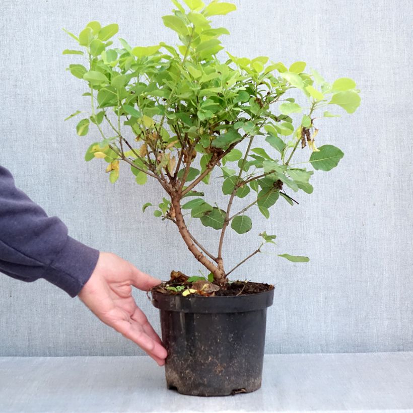 Exemplar von Perückenstrauch Lemon Lady - Cotinus coggygria Topf mit 2L/3L wie im Herbst geliefert