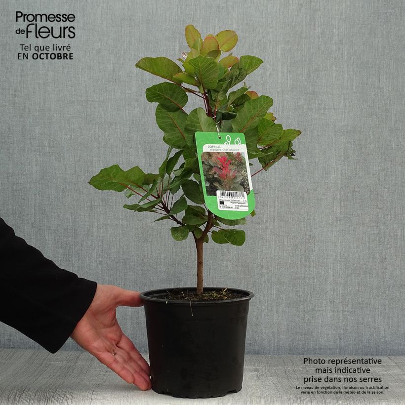 Exemplar von Perückenstrauch Old Fashioned - Cotinus coggygria Topf mit 3L/4L wie im Herbst geliefert