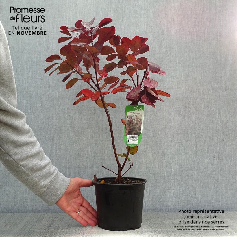 Exemplar von Perückenstrauch Royal Purple - Cotinus coggygria Topf mit 2L/3L wie im Herbst geliefert