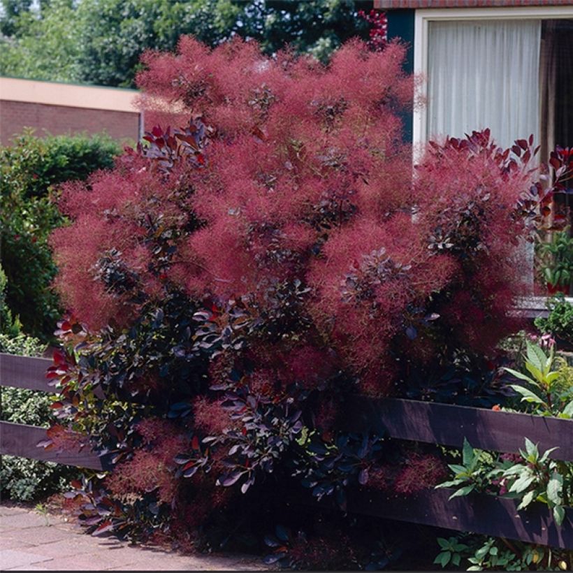 Perückenstrauch Royal Purple - Cotinus coggygria (Hafen)