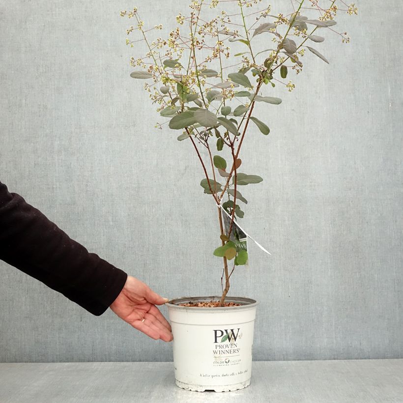Exemplar von Perückenstrauch Winecraft Black - Cotinus coggygria Topf mit 3L/4L wie im Frühjahr geliefert