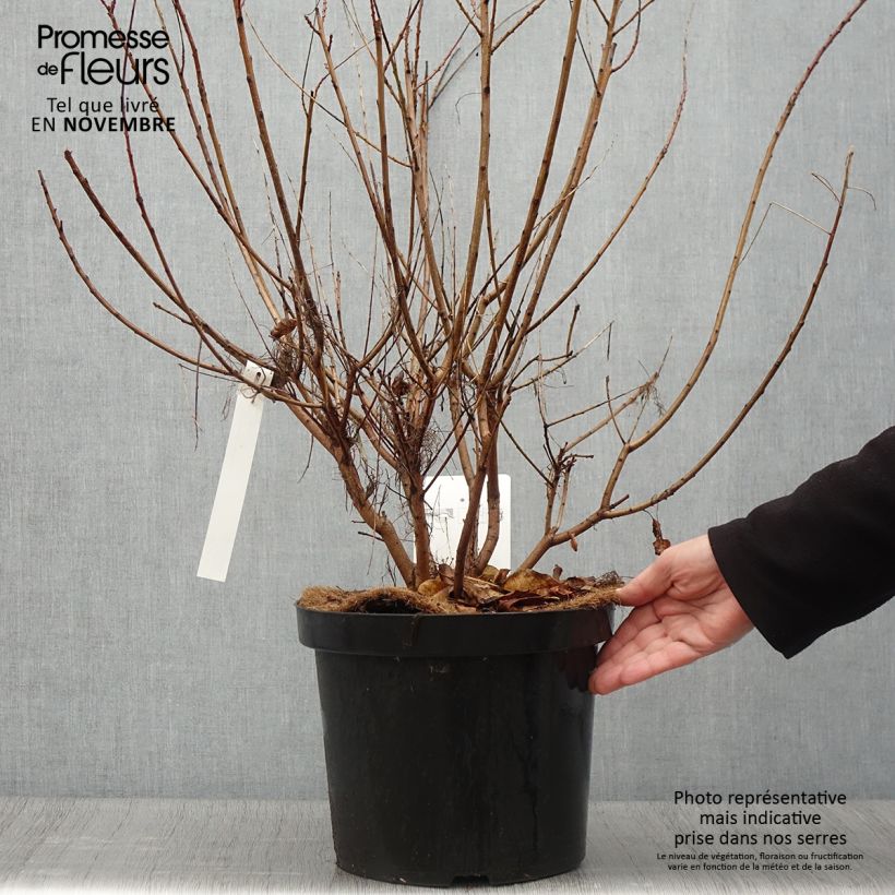 Exemplar von Perückenstrauch Young Lady - Cotinus coggygria Topf mit 6L/7L wie im Herbst geliefert
