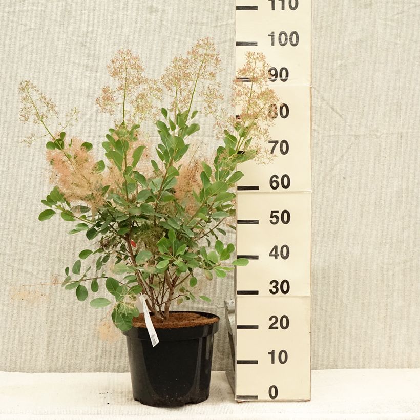 Exemplar von Perückenstrauch Young Lady - Cotinus coggygria Topf mit 6L/7L wie im Sommer geliefert