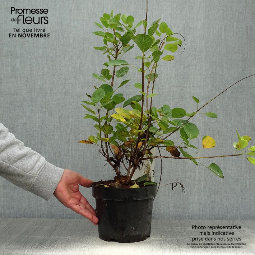 Exemplar von Perückenstrauch Young Lady - Cotinus coggygria Topf mit 2L/3L wie im Herbst geliefert