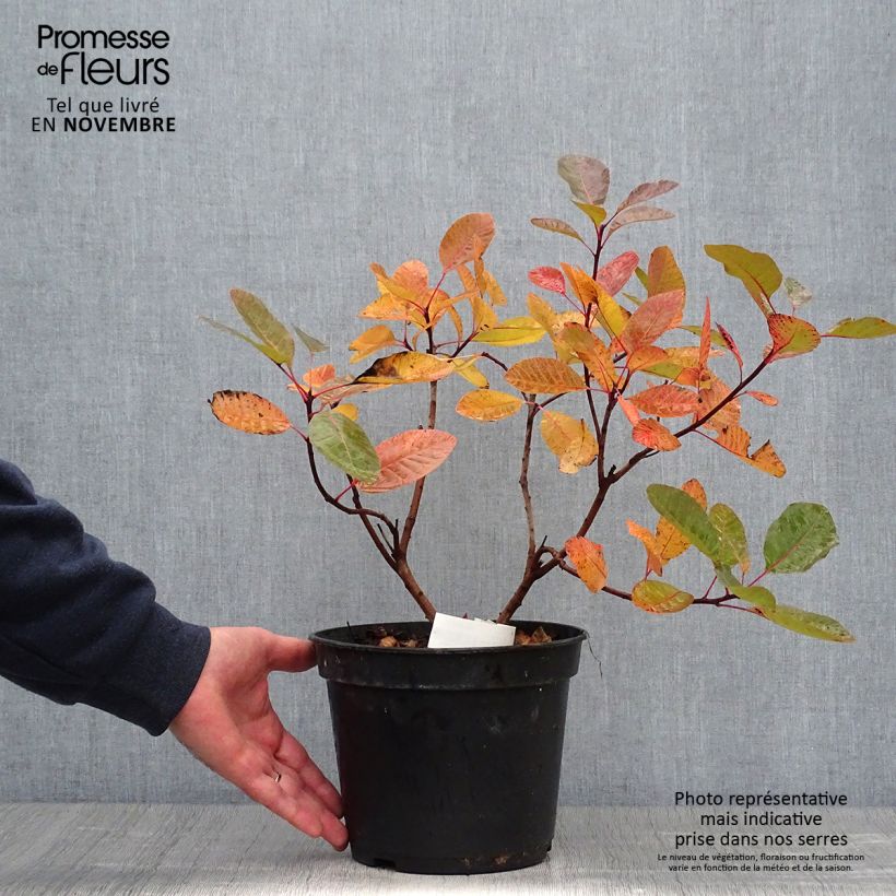 Exemplar von Perückenstrauch Grace - Cotinus Topf mit 7,5L/10L wie im Herbst geliefert