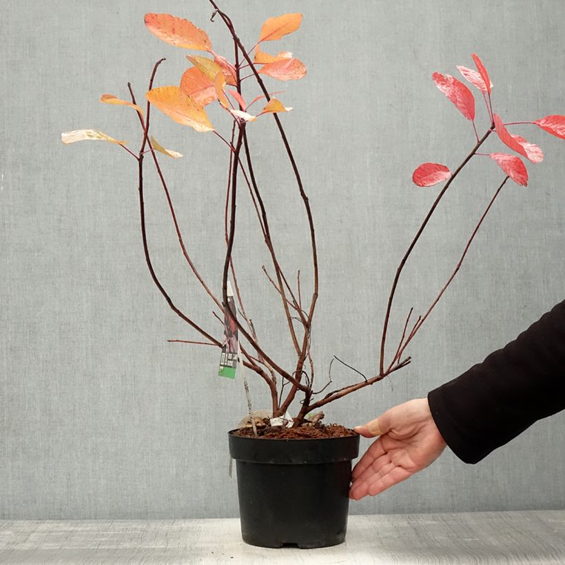 Exemplar von Perückenstrauch Grace - Cotinus Topf mit 2L/3L wie im Herbst geliefert