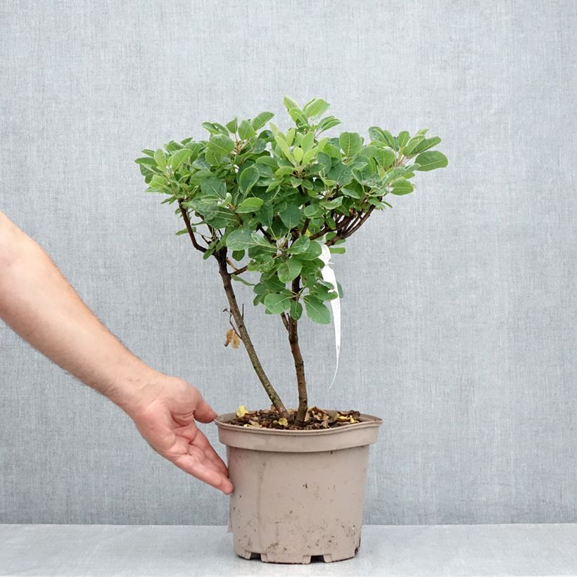 Exemplar von Perückenstrauch Joe - Cotinus coggygria Topf mit 3L/4L wie im Sommer geliefert