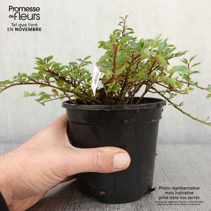 Exemplar von Cotoneaster adpressus - Zwergmispel Topf mit 1,5L/2L wie im Herbst geliefert