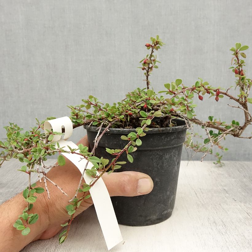 Exemplar von Cotoneaster adpressus - Zwergmispel Topf mit 1,5L/2L wie im Sommer geliefert