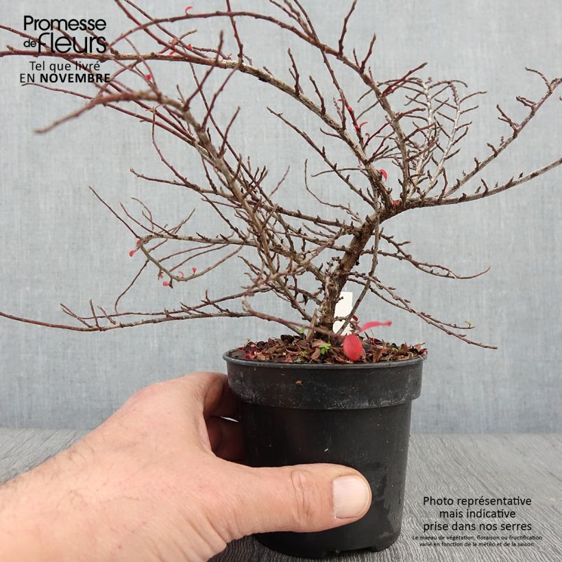 Exemplar von Cotoneaster adpressus Little Gem - Zwergmispel Topf 10 cm/11cm wie im Herbst geliefert