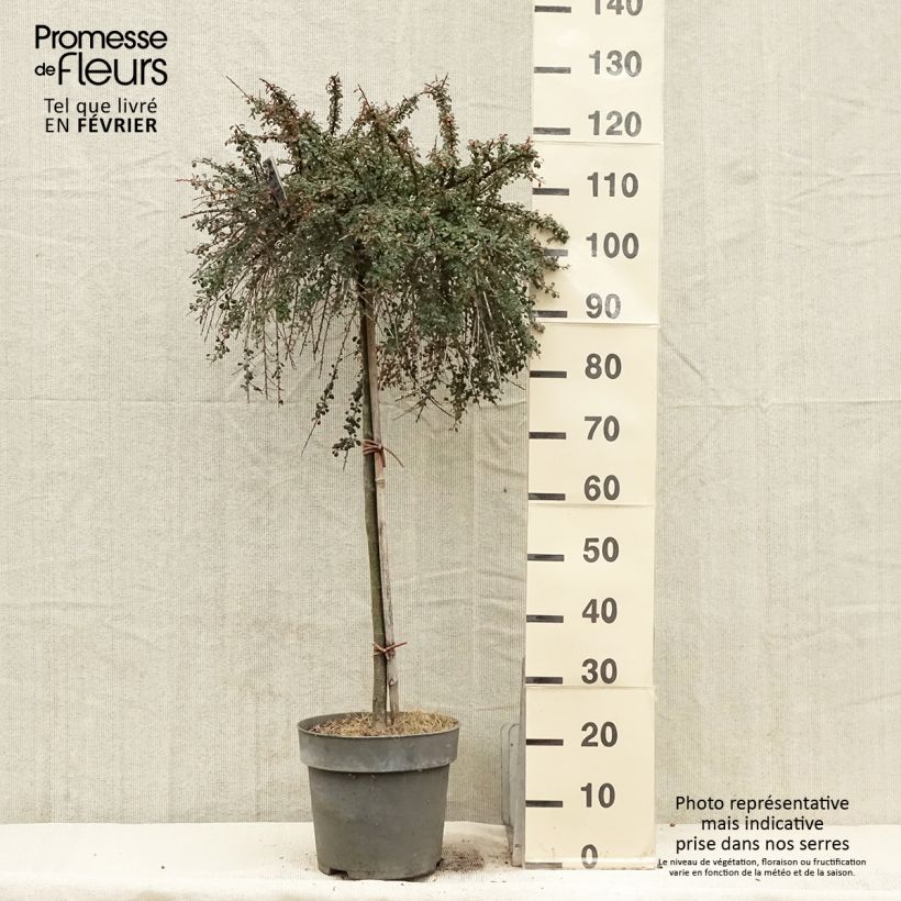 Exemplar von Cotoneaster congestus - Zwergmispel Topf mit 7,5L/10L wie im Winter geliefert