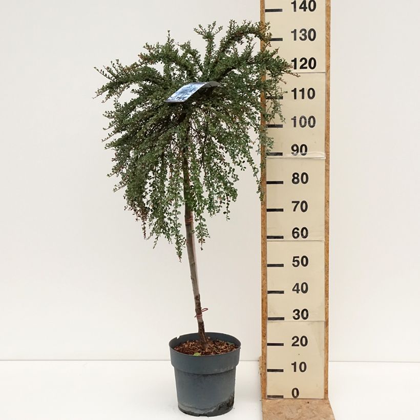 Exemplar von Cotoneaster congestus - Zwergmispel Topf mit 7,5L/10L wie im Sommer geliefert